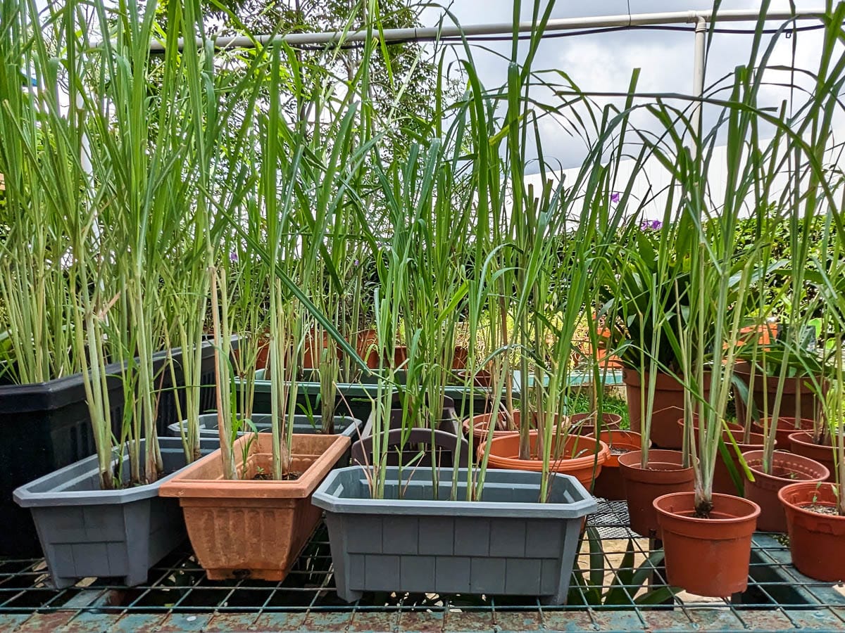 Many pots of lemongrass plants in various sizes on a metal wire rack